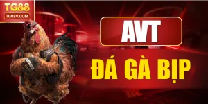 Đá gà bịp